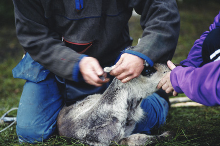 reindeer marking